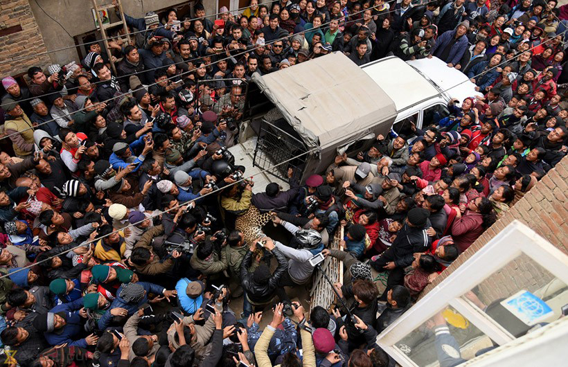 The amazing story of catching a leopard inside Kirtipur Town, Kathmandu&nbsp;valley