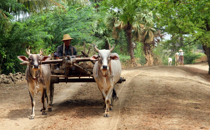 Biblioteket i Nat&nbsp;Sein