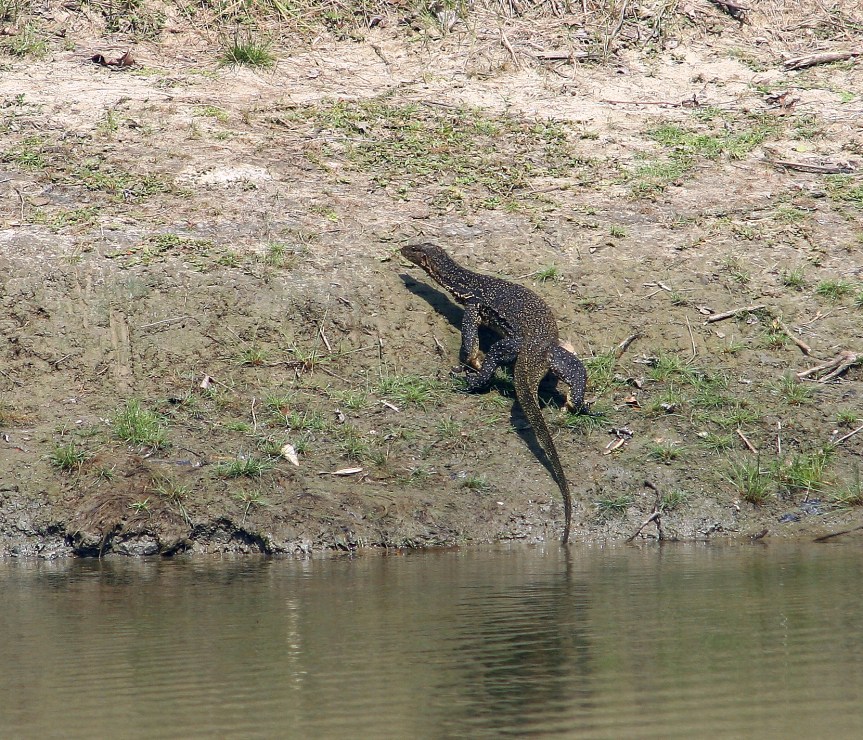 Om tidvatten och&nbsp;tigrar